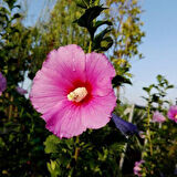 Gülhatmi (Alcea rosea) 50-70 cm