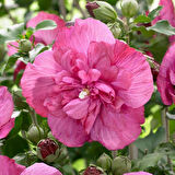 Gülhatmi (Alcea rosea) 50-70 cm