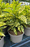Japon Defnesi  (Aucuba Japonica) 3 Adet
