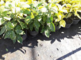 Japon Defnesi  (Aucuba Japonica) 3 Adet