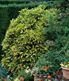 Japon Defnesi  (Aucuba Japonica) 10 Adet