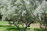 Anadolu İğde Fidanı Elaeagnus Angustifolia