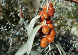 Anadolu İğde Fidanı Elaeagnus Angustifolia
