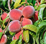 Cresthaven Şeftali  Fidanı 3 Yaş Tüplü ve Aşılı 3Adet