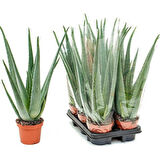 Aloe vera – Sarı sabır3 Adet
