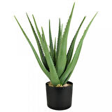 Aloe vera – Sarı sabır3 Adet