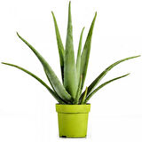 Aloe vera – Sarı sabır 5 Adet