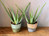 Aloe vera – Sarı sabır 10 Adet