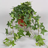 Mini Hedera Salon Sarmaşığı Hedera Helix Green 3 Adet