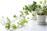 Mini Hedera Salon Sarmaşığı- Alacalı 3 Adet