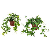 Mini Hedera Salon Sarmaşığı- Alacalı 3 Adet