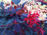 Loropetalum 10 Adet