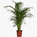 Areka Palmiyesi 60 cm