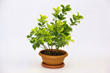 Bonsai Taflan Seti Toprak- Bonsai Saksı-Bitki Besini-Fidan