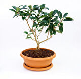 Bonsai Kartopu Lucidum 3 Adet