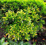 Bonsai Euonymus Microphyllus Aurea 2 Adet