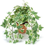 Mini Hedera Alacalı Salon Sarmaşığı- (Hedera Helix Variegata) Askılı Saksıda 5 Adet