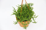 Crassula Muscosa Sukulent  - Askılı Saksı 3 Adet