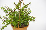 Yeşim Ağacı Crassula Portulacaria  Askılı Saksı 3 Adet