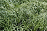 Carex Evergold 3 Adet