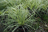 Carex Evergold 3 Adet