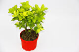 Kırmızı Saksıda Gold Taflan Euonymus 3 Adet