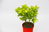 Kırmızı Saksıda Gold Taflan Euonymus 10 Adet