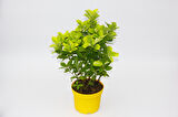 Sarı Saksıda Gold Taflan Euonymus 3 Adet