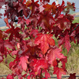 Amerikan Sığla Ağacı Lıquıdambar Styracıflua 3 Adet