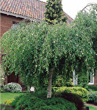 Huş Ağacı Betula Pendula 3 Adet