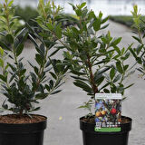 Kocayemiş (Arbutus Unedo) Fidanı 3 Adet