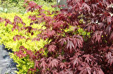 Kırmızı Yapraklı Japon Akçaağaç Acer Palmatum Atropurpureum 10 Adet