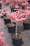 Kırmızı Yapraklı Japon Akçaağaç Acer Palmatum Atropurpureum 10 Adet