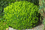 Şimşir Fidanı Buxus Sempervirens Rotundifolia 5 Adet