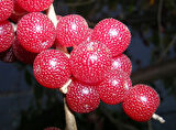 Japon İğdesi, Güz Zeytini veya Güz Yemişi (Elaeagnus Umbellata) 3 Adet