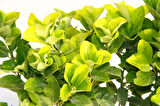 Gold Taflan (Euonymus Japonica Aurea) – Sarı Çit Bitkisi 6’li Dikim Sarı Saksıda