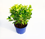 Gold Taflan (Euonymus Japonica Aurea) – Sarı Çit Bitkisi Mavi Saksıda