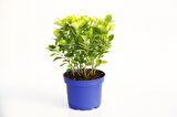 Gold Taflan (Euonymus Japonica Aurea) – Sarı Çit Bitkisi Mavi Saksıda