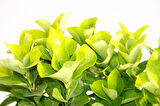 Gold Taflan (Euonymus Japonica Aurea) – Sarı Çit Bitkisi Mavi Saksıda