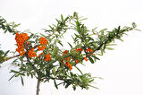 Bonsaı Ateş Dikeni Pyracantha Coccinea 2 Adet