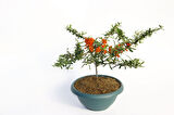Bonsaı Ateş Dikeni Pyracantha Coccinea 2 Adet