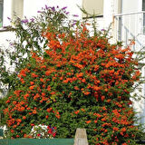 Ateş Dikeni - Pyracantha 3 Adet