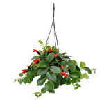 Ruj Çiçeği (Aeschynanthus) - Askılı Saksıda 3 Adet