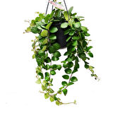 Ruj Çiçeği (Aeschynanthus) - Askılı Saksıda 5 Adet