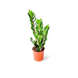 Zamia (Zeze çiçeği) 2 Adet