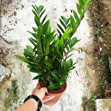 Zamia (Zeze çiçeği) 2 Adet