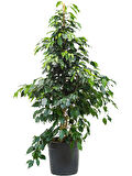 Benjamin - Ficus Benjamina 90 cm 2 Adet