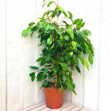 Benjamin - Ficus Benjamina 90 cm 2 Adet