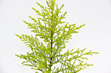 Limoni Servi (Cupressus Macrocarpa Goldcrest) 20-30 cm
