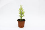 Limoni Servi (Cupressus Macrocarpa Goldcrest) 20-30 cm